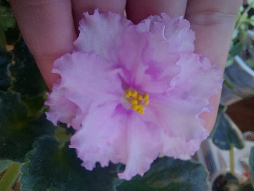  - Violeta Bold Party Girl sport