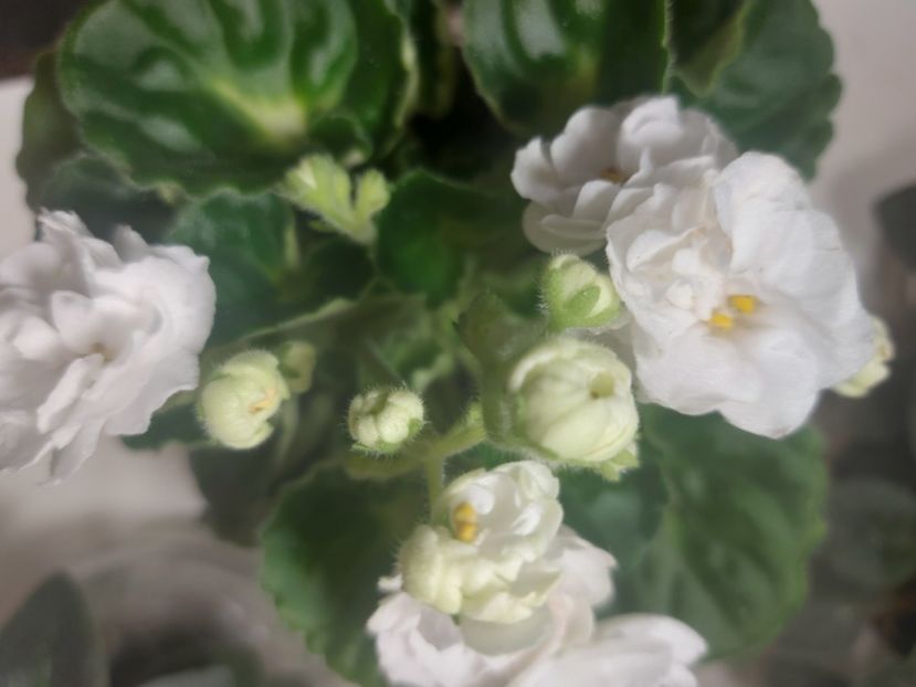  - Violeta Rococo alb