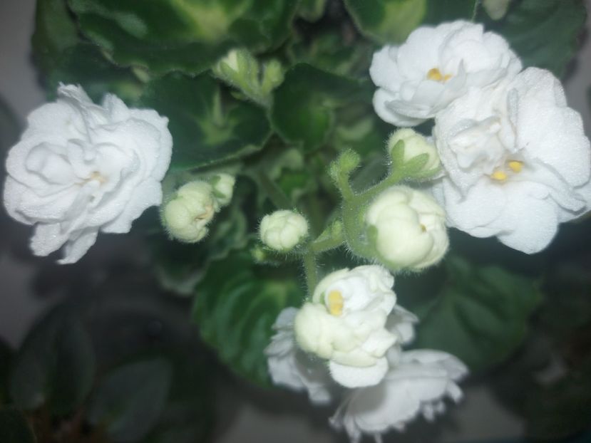  - Violeta Rococo alb