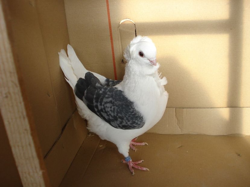 73-24 f - gut albastru ciocanit