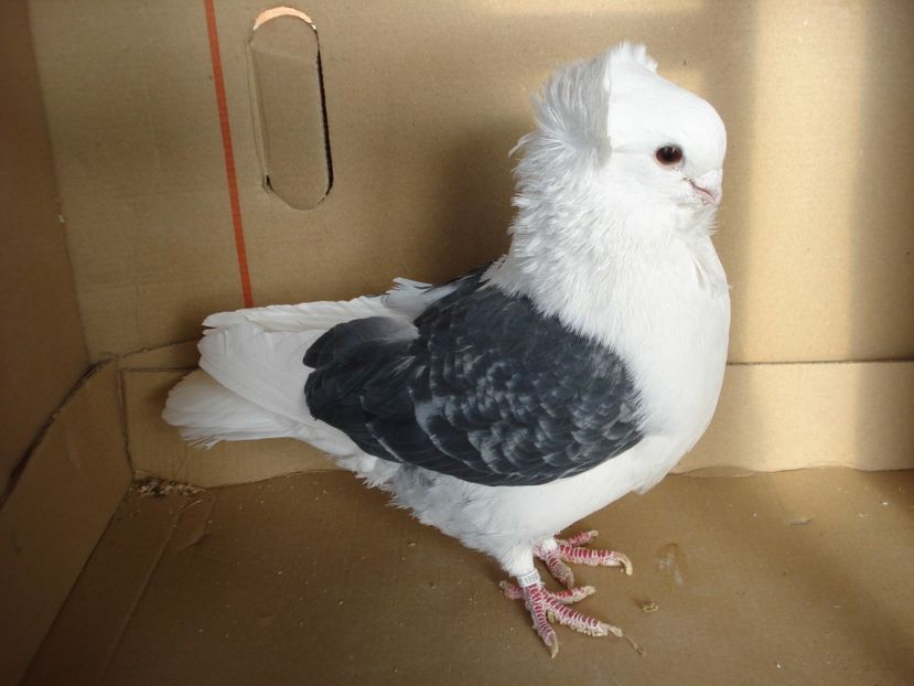 83-21 m - gut albastru ciocanit