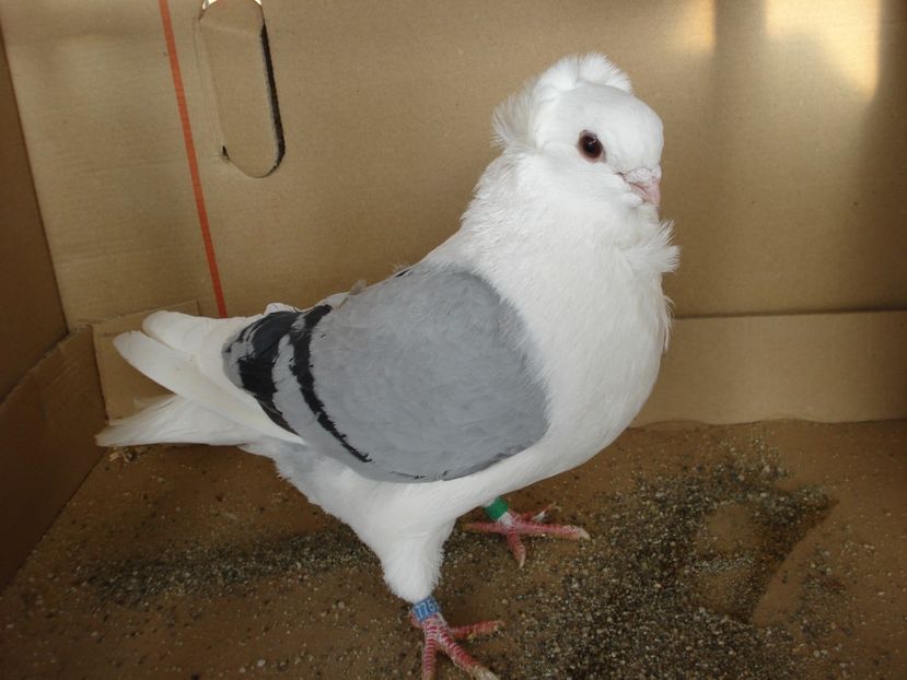 55-24 m dd - albastru dungi negre