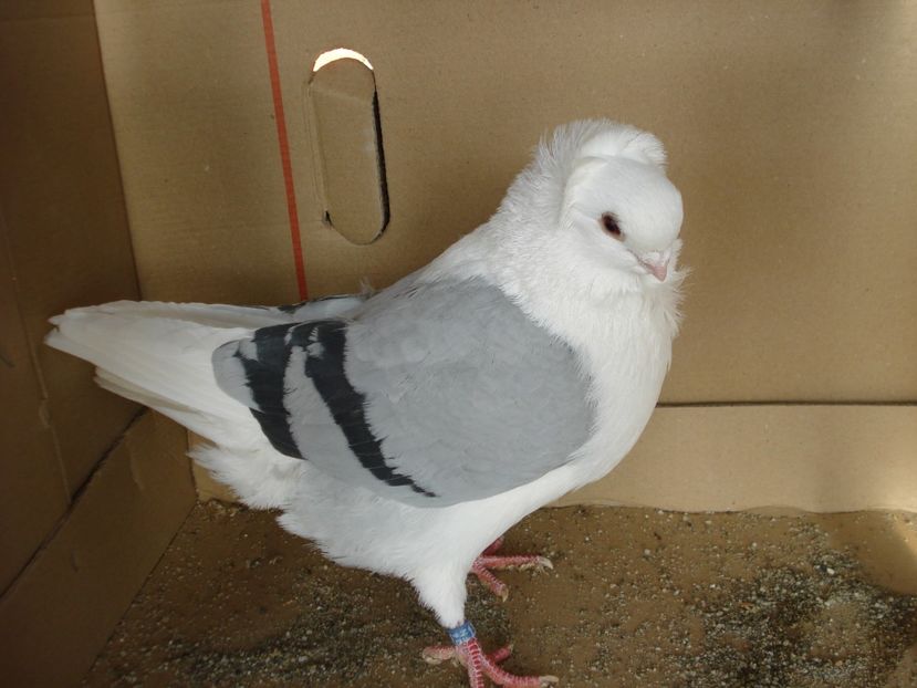 68-24 m - albastru dungi negre