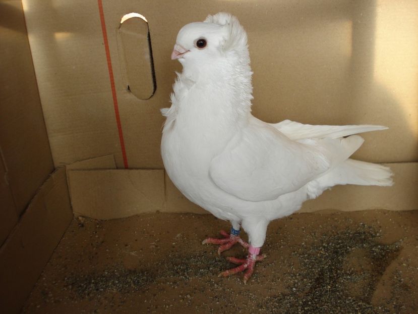 64-24 f matca - alb simplu