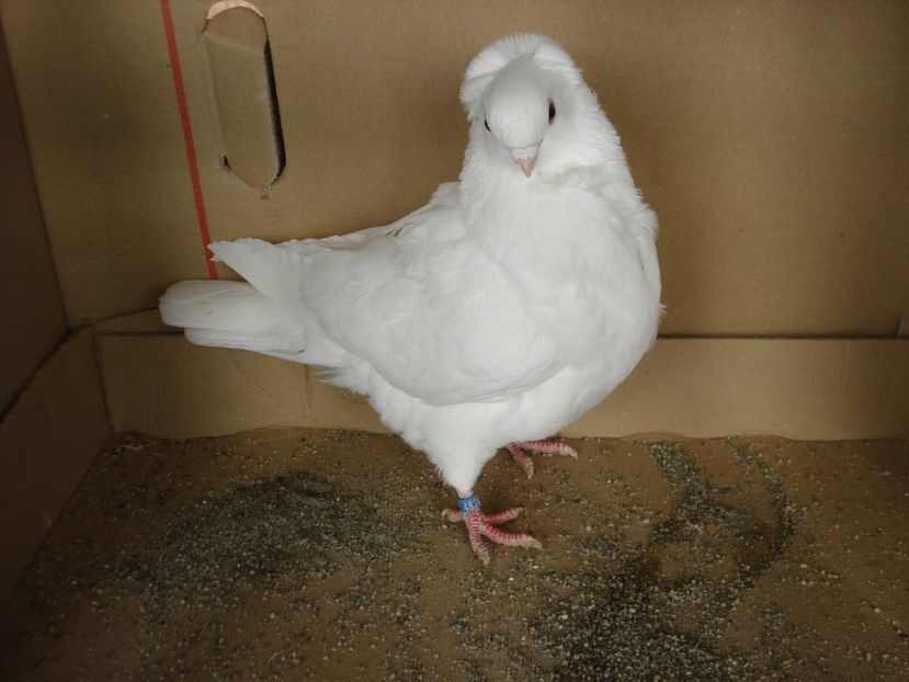 4828-24 f dd - alb simplu