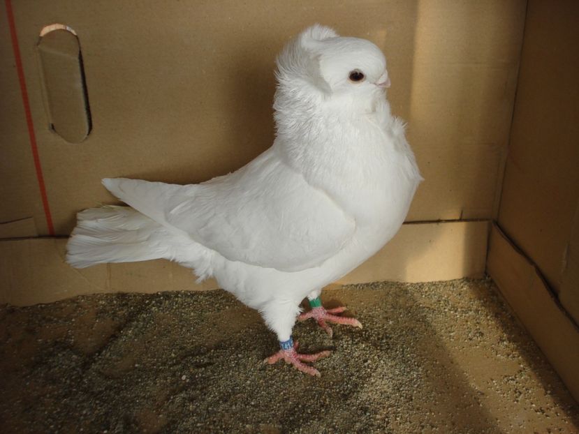 41-24 m - alb simplu