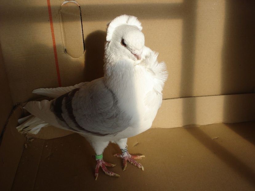 41-22 m - argintiu dungi