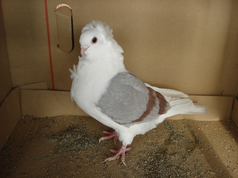 59-24 f? dd - argintiu dungi