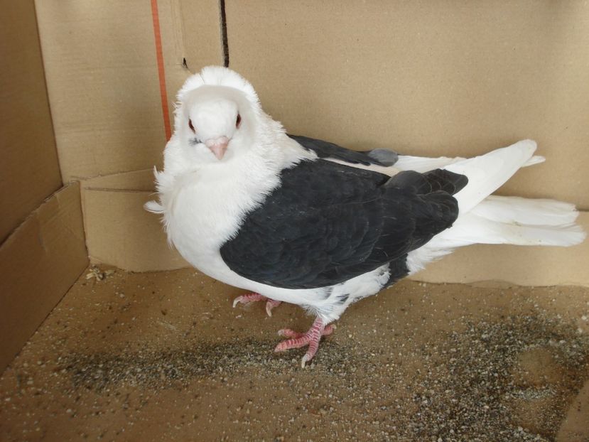 37-24 f? - negru capacit 24