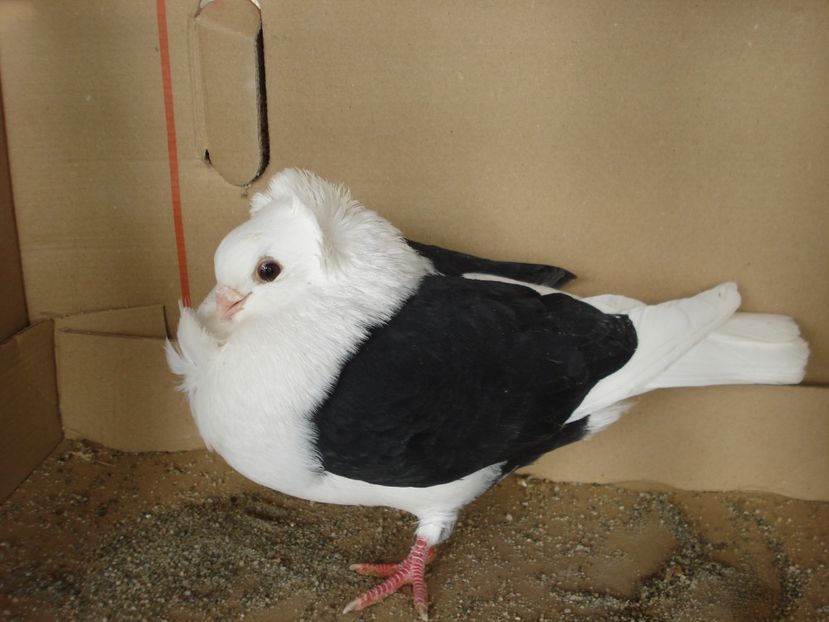 1016-23 m - negru capacit 24