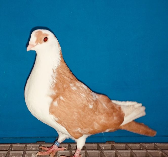 13395  Femelă  2024 - Jucători de Galați