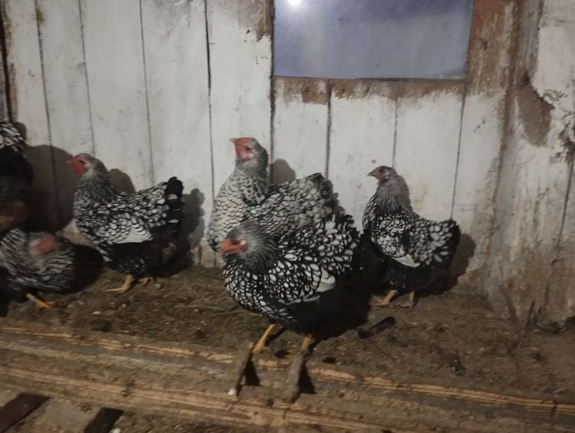  - MATCA WYANDOTTE ARGINTIU NEGRU BORDURAT 2025