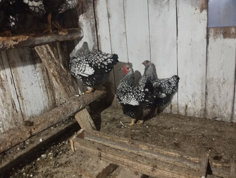  - MATCA WYANDOTTE ARGINTIU NEGRU BORDURAT 2025