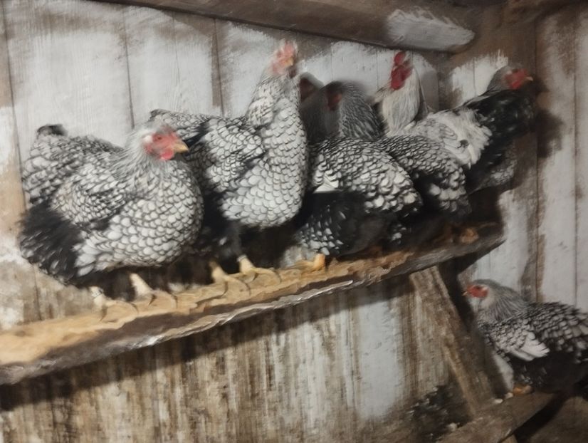  - MATCA WYANDOTTE ARGINTIU NEGRU BORDURAT 2025