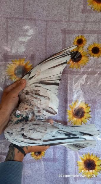  - Nu îmi aparțin 8