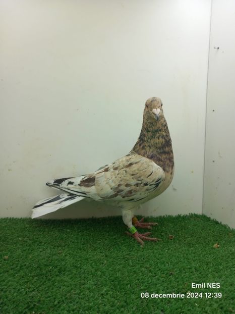  - Nu îmi aparțin 8