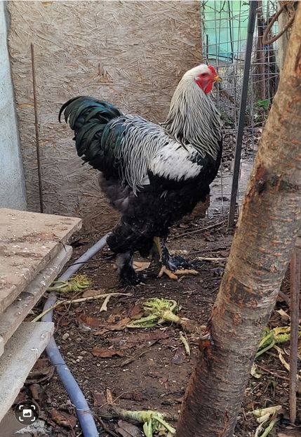 Screenshot_20241230_184431_Gallery - a__Pui și tineret brahma 2024