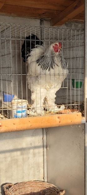 Screenshot_20241230_184307_Gallery - a__Pui și tineret brahma 2024