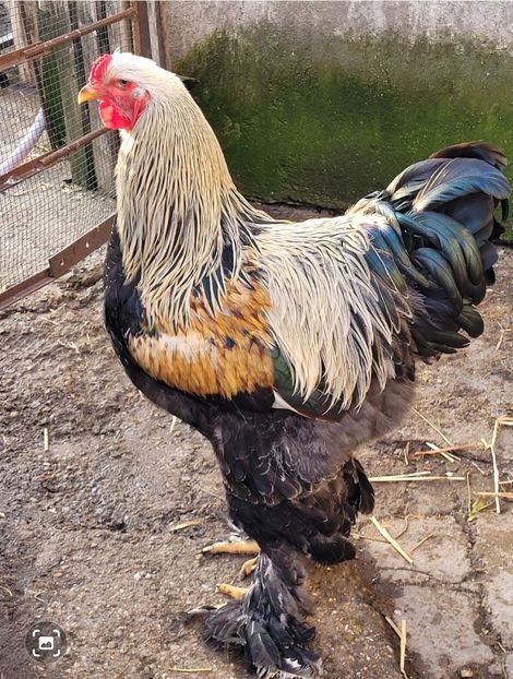 Screenshot_20241230_183924_Gallery - a__Pui și tineret brahma 2024