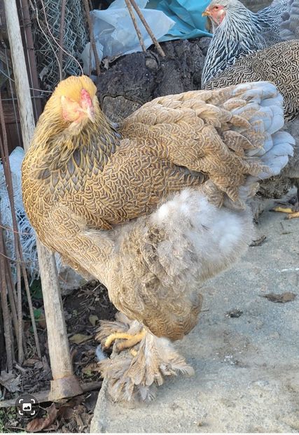 Screenshot_20241222_122115_Gallery - a__Pui și tineret brahma 2024