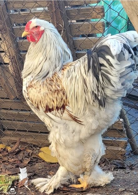 Screenshot_20241220_211421_Gallery - a__Pui și tineret brahma 2024