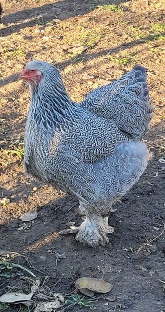 Screenshot_20241220_175752_Gallery - a__Pui și tineret brahma 2024