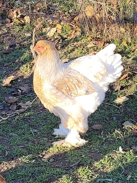  - a__Pui și tineret brahma 2024