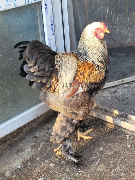  - a__Pui și tineret brahma 2024