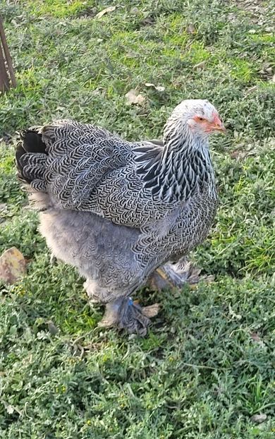  - a__Pui și tineret brahma 2024