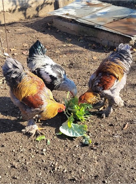 Screenshot_20241214_215701_Gallery - a__Pui și tineret brahma 2024