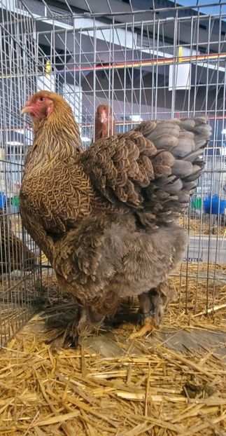 Screenshot_20241214_205055_Gallery - a__Pui și tineret brahma 2024