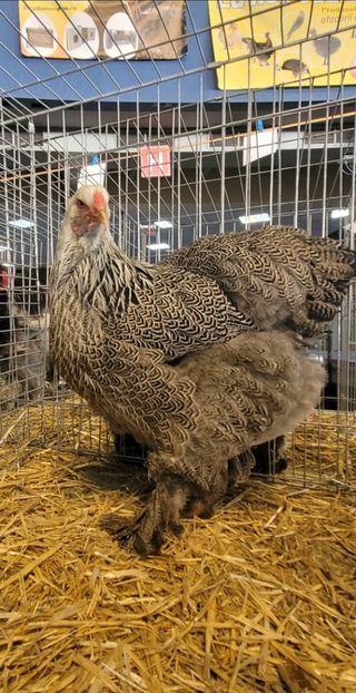 Screenshot_20241214_054321_Gallery - a__Pui și tineret brahma 2024