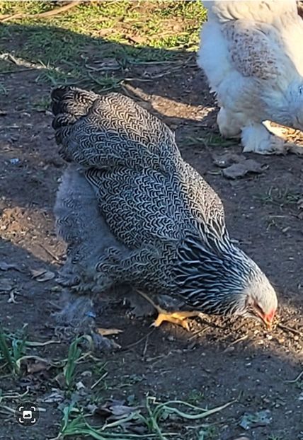 Screenshot_20241228_141510_Gallery - a__Pui și tineret brahma 2024