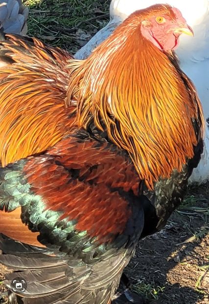 Screenshot_20241221_193700_Gallery - a__Pui și tineret brahma 2024