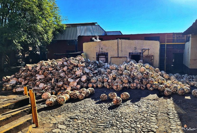AGAVE Fruits waiting for cooking in tequila process - --- MEXICO