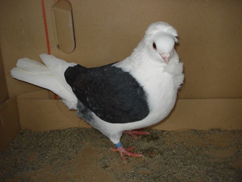 72-24 - negru capacit 24