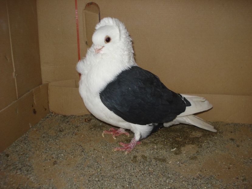 u 700-21 A m - negru capacit 24