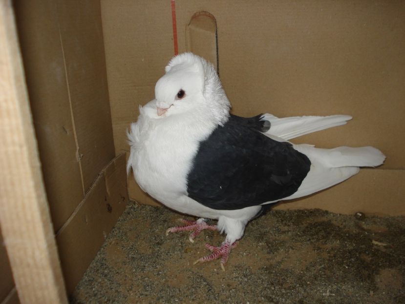 D 7 20CF 459 m - negru capacit 24