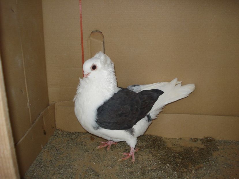 74-24 f? - negru capacit 24