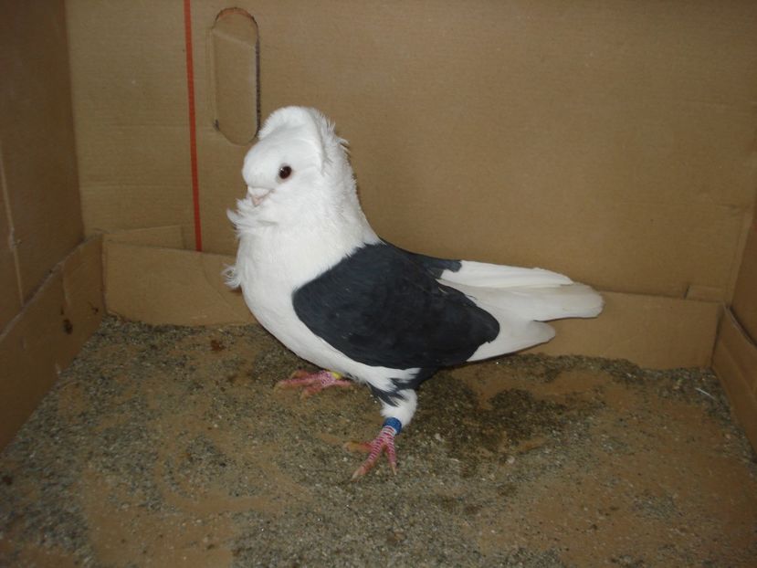 BG 8 SH085 m - negru capacit 24