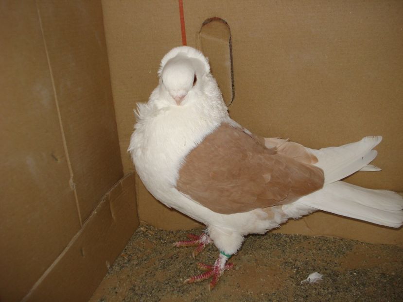 D7 20 A 557 m matca - galben