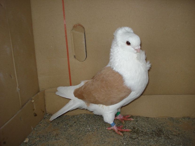 39-24 m matca - galben