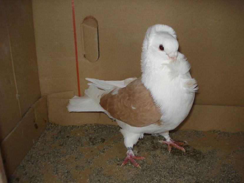 184-20 m matca - galben