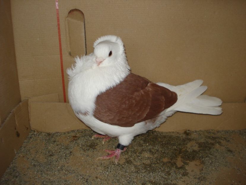 27-22 m matca - rosu