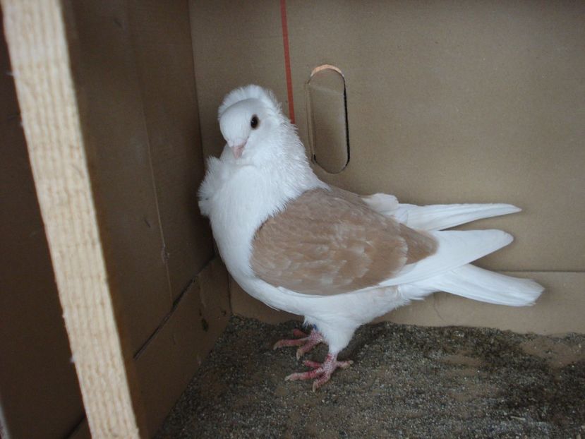 57-24 m? dd - galben