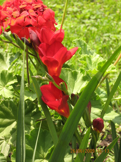 IMG_4601 - florile mele