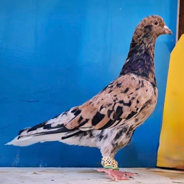  - Nu îmi aparțin 8