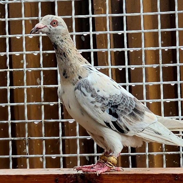  - Nu îmi aparțin 8