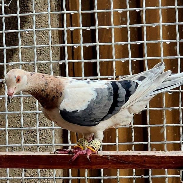  - Nu îmi aparțin 8