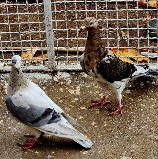  - Nu îmi aparțin 8